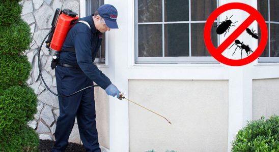 Şarkışla Fare İlaçlama böcek ilaçlama ve haşere kontrolü — ilaclama-tr.com